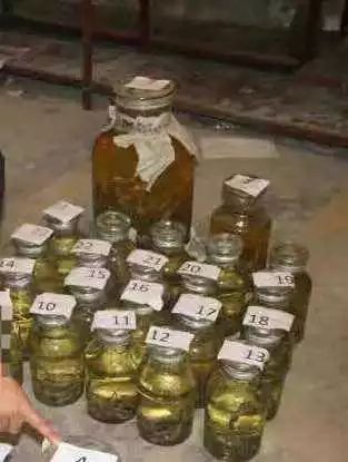 梧州某小区停车场起获大量野生动物泡酒制品,图片高能预警